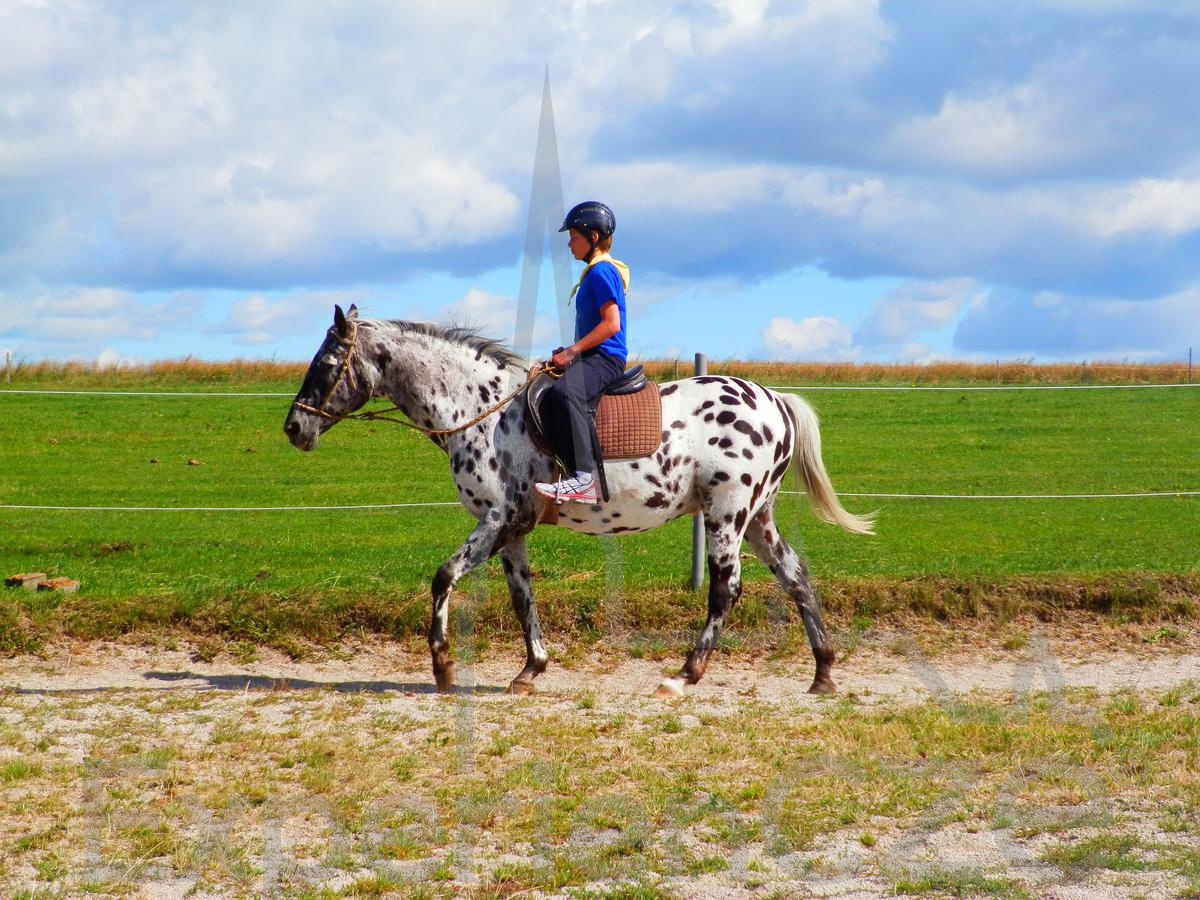 czech riding czech riding