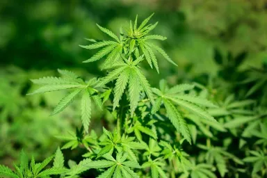 Cannabis Trip: on Plantations to Healing Hemp Cannabis Trip: on Plantations to Healing Hemp