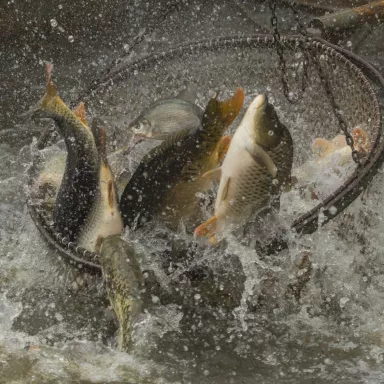 Fishing out Experience in the Czech Republic: Bohemia