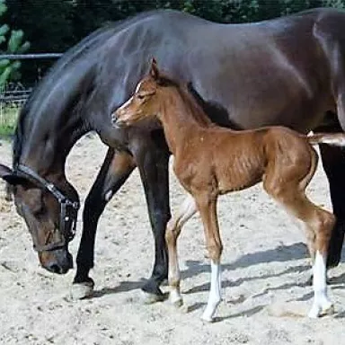 Horse Riding in the Czech Republic: Pilsen Region