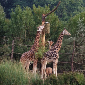 Зоопарк и Ботанический сад в Чешской Республике: Пльзень