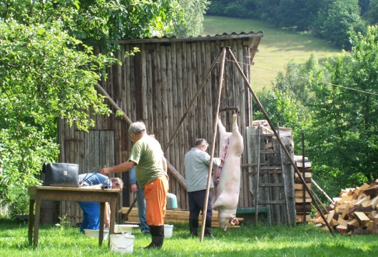 Home Pig Slaughter with Live Music in the Czech Republic: Pilsen Region
