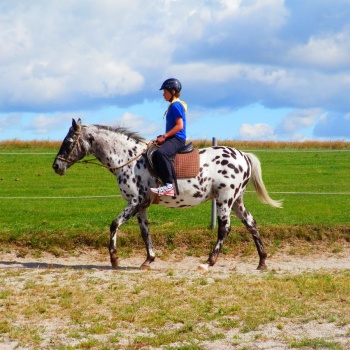 Horse Riding in the Czech Republic: Pilsen Region