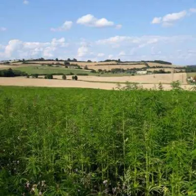 Cannabis Trip: na plantáže za léčivým konopím