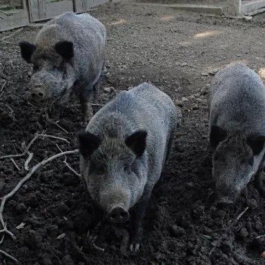 Hunting Experience in the Czech Republic: Bohemia