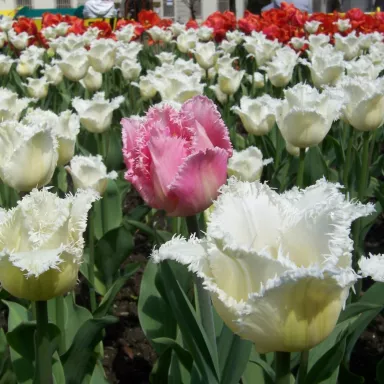 Photos Shooting in the Czech Republic: TOP 10 Cities Highlights