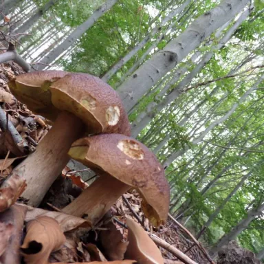 Rural Life in the Czech Republic: South-West Bohemia
